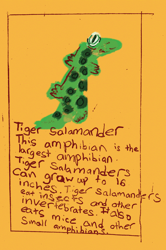 salamander card