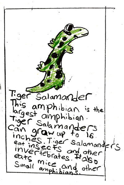 salamander